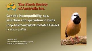 Long-tailed and Black-throated Finches - Genetic differences