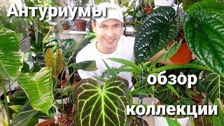 АНТУРИУМЫ / ОБЗОР Моей Коллекции / Растения мечты