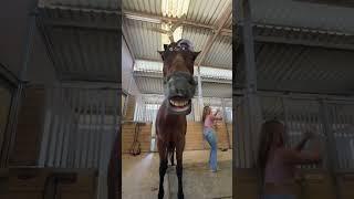 why not? horse trends! #horse #pferde #equestrian #riding #trend #лошади #funny #рекомендации #fyp