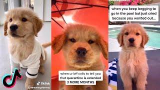 CUTE PUPPY TIK TOK COMPILATION #1