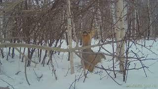 Осина в снежный год косуль кормит