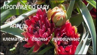 Прогулка по саду. Клематисы, пионы, луковичные . АПРЕЛЬ в саду.