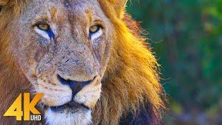 Wild Animals of South Africa - Amazing Wildlife Film in 4K | Lowveld, Greater Kruger National Park