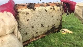 Перебираем пойманный рой с пчелками - Влог 1