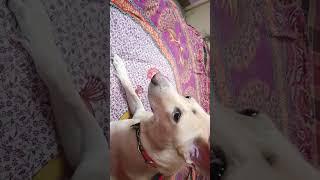 Doggy rock #funnyshorts#viralshorts#shortsvideo#youtubeshorts#funnydogs#trendingshorts#viralsong