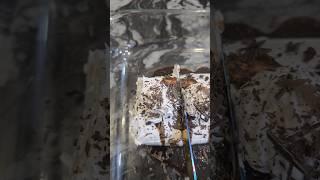 No-Bake Banana Biscoff Swiss Roll Recipe  Full Recipe On My Youtube Channel #shorts #trending