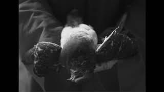 AMENRA "A Solitary Reign" (official videoclip)