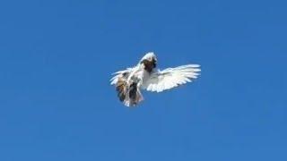 Cropper Tumbler Pigeon, breeder Krystian Buczek 2020