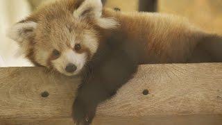 How Red Pandas Hack the Cold Weather