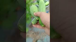 Morning harvest, fresh all day! 20.06: Enjoy rural life, gardening & nature #rurallife #nature