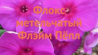 Флокс метельчатый Флэйм Пёпл (phlox paniculata)  обзор: как сажать, саженцы флокса Флэйм Пёпл