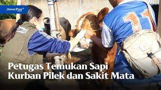 MADIUN - Petugas Temukan Sapi Kurban Pilek dan Sakit Mata