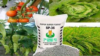 BENEFITS & HOW TO USE SP-36 FERTILIZER FOR PLANTS