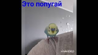 Волнистый попугай, как ловить, клетка #1