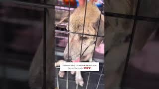 Rescue dog abandoned by its owner #rescue #lovedog #dogrescue #dog #rescuedog #cat