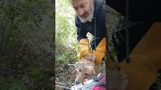 Saving Coyote ️