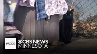 From feral to forever: how one St. Paul woman is giving neighborhoods cats a new lease on life