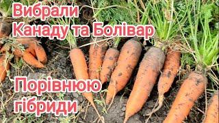 Вибрали моркву Канаду та Болівар. Порівнюю гібриди.