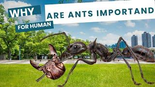 Why Ants Are More Important Than You Think!