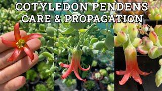 Cotyledon Pendens 'Cliff Cotyledon' Care & Propagation