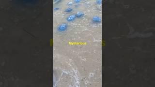 Mysterious Gooey Blobs Invade Canada Beaches!