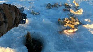 МОРОЗ И СОЛНЦЕ, ЧУДНЫЙ ДЕНЬ НА ЗИМНЕЙ РЫБАЛКЕ ЯМАЛА! ГОРБАЧИ ДЛЯ КОПТИЛКИ И ЩУКА НА ЖАРЁХУ ПОЙМАНЫ!