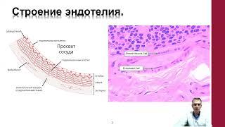 Эндотелиальная дисфункция.  Агранат Филипп Дмитриевич