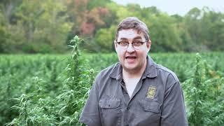 Why we started Cornbread Hemp™