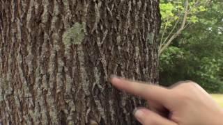 How to identify an ash tree