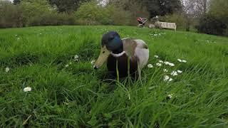 Male Mallard duck at Kew Gardens