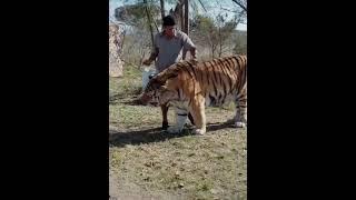 Large Siberian Tiger