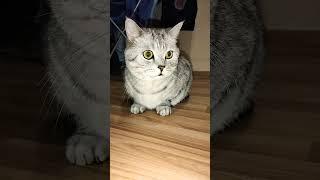 Сплошное электричество #юмор #приколы #смешнойкот #cat #смешныекоты #shorts