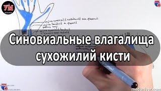 Синовиальные влагалища сухожилий кисти - meduniver.com