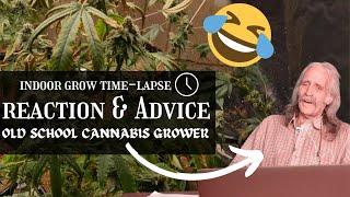 full flower indoor grow time-lapse | REACTION & ADVICE  from Old School Cannabis Grower