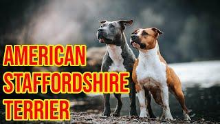 American Staffordshire Terrier Dog Breeds 101, All Info