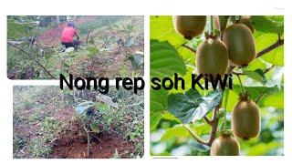 JING IA KREN BAD NONG REP SOH KIWI.