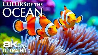 Reef Harmony 8K - Peaceful Aquarium Views & Calm Music