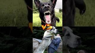 pitbull VS German shepherd VS  Alabai