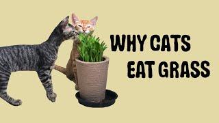 WHY DO CATS EAT GRASS?