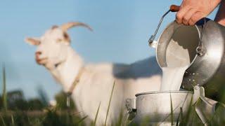 The Best Goats for Milk on the Homestead (Top 5 Dairy Goat Breeds)