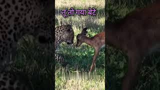 rare or common