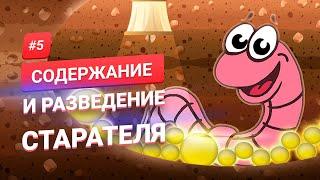 #5. Содержание и разведение (выращивание) червей Старатель