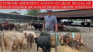 AZIZBEK AKAGA 250/BOSH ABERDEEN ANGUS AVLIKOL BUQALAR KELDI 1/CHI QO’L ARZON NARXLARDA