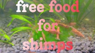 precious green thing for your shrimp