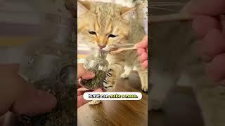 The Truth About Catnip For Cats! 