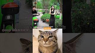Fast reflex failed  #cat #funny #tiktok #memes