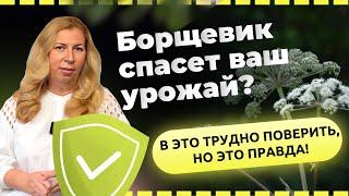 Экстракт Борщевика: спасение для сада  или угроза для здоровья? ️