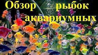 Aquarium Fish Review Mini Breeding Breeding as a Hobby