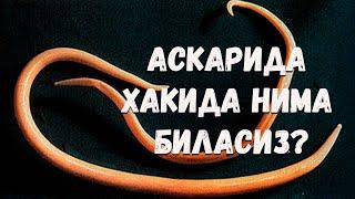 Аскарида хақида нима биласиз?