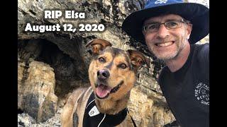 Remembering Elsa, my sweet dog.